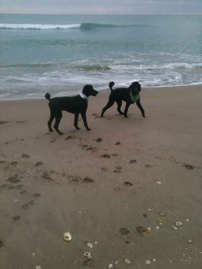 Poodles playing on the beach
